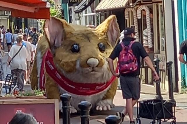 Giant Hamster in George Street. Pic by Kevin Burchett