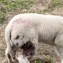 Ashdown Forest said this sheep died from its injuries after an attack by a dog