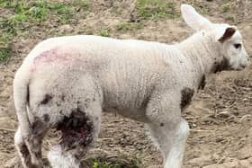 Ashdown Forest said this sheep died from its injuries after an attack by a dog