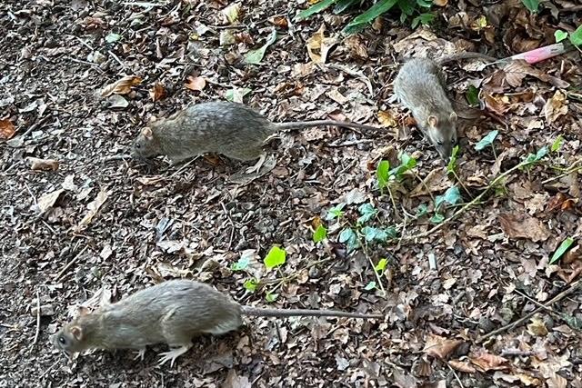 Rats in park