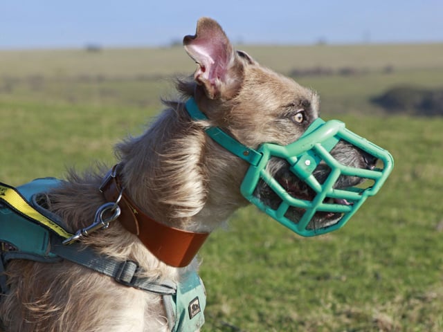 Tula