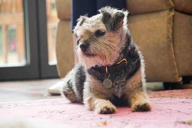 A Bognor homelessness charity has received the support of Dogs Trust for its work to keep homeless people and their pets together. Photo: Contributed