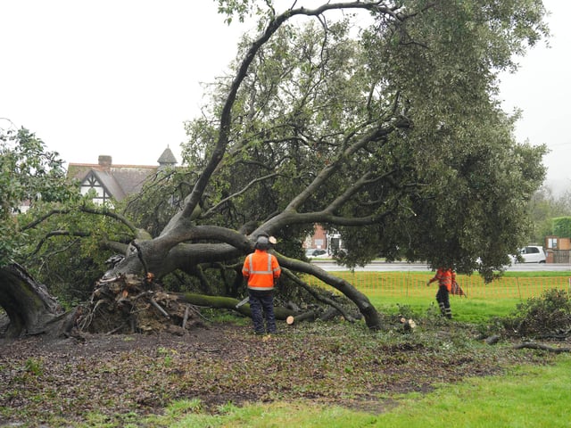 Both halves of the tree on Ringmer village green being removed on Monday, October 14, 2024