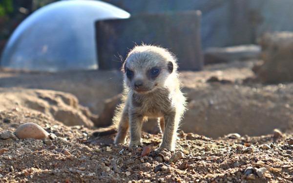 The new animals at Drusillas Park in East Sussex