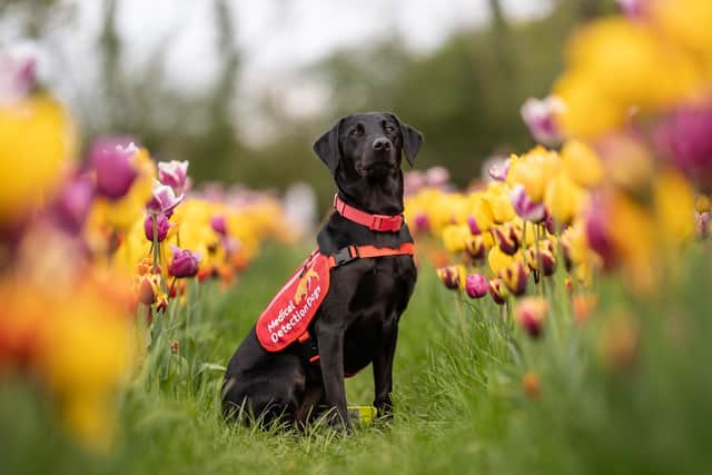 Medical alert assistance dog, Mae.