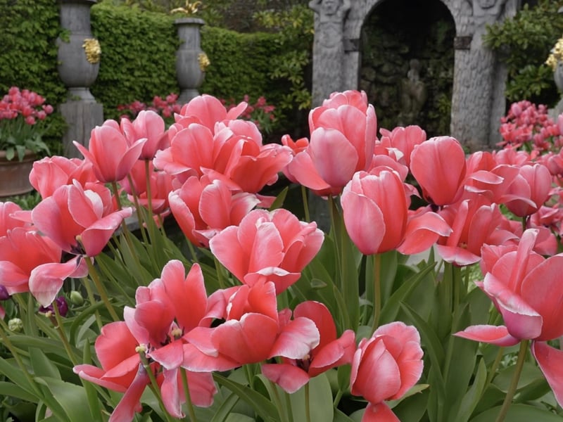 More fantastic photos of the Arundel Castle Tulip Festival