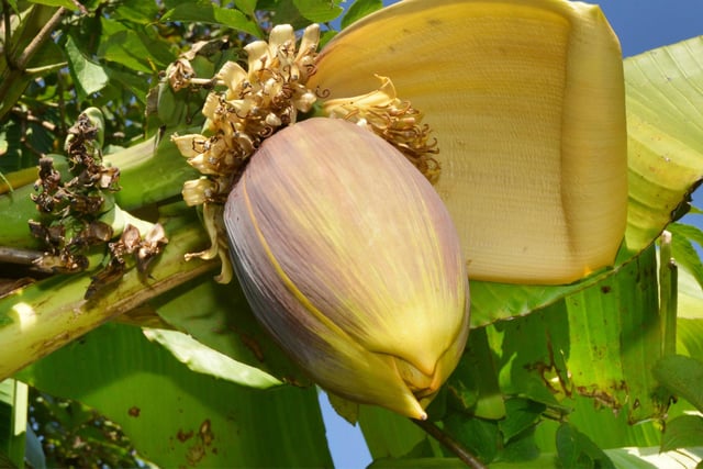 Flowering banana tree at The Clarence pub in Silverhill, St Leonards.