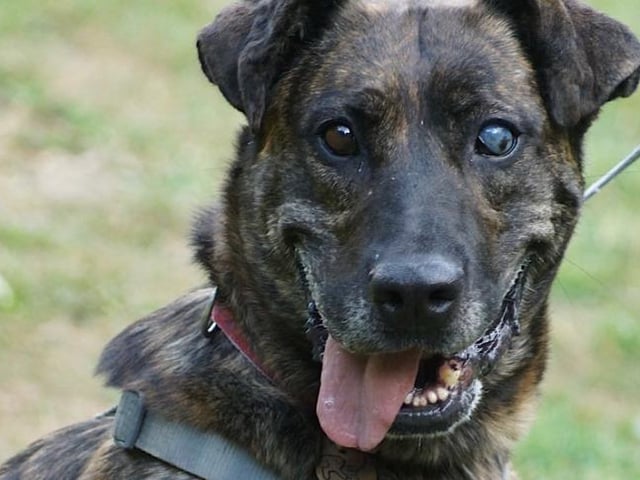 Rescue Remedies said Zoey was found abandoned and unclaimed within a North London council pound. Zoey is now neutered, chipped, and fully vaccinated. Blind in one eye, Zoey is described as a 'lovely, gentle girl'. She is very biddable on walks and doesn't pull, according to the charity. Described as a pleasure to walk, the charity said she is interested in her surroundings and not reactive to other dogs. She has proven herself to be a lovely companion in the home while in foster care. She is calm and sweet natured.