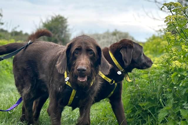 Meet Molly and Wilf – a brother and sister canine pair who are looking for a home together.