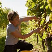 Alison Nightingale harvesting grapes 