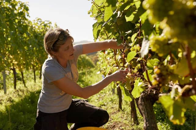 Alison Nightingale harvesting grapes 