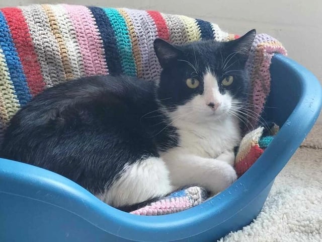 One-year-old Dippy is a former stray who needs a patient and loving home with an experienced adopter. He is starting to gain more trust in people and is sure to blossom into a lovely cat with time. He needs to be the only pet in the home and can live with children over ten years of age.