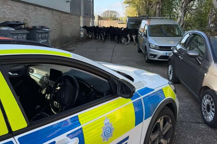 A herd of cows took a stroll down a residential road in Middleton-on-Sea – prompting an unusual call-out for police officers.