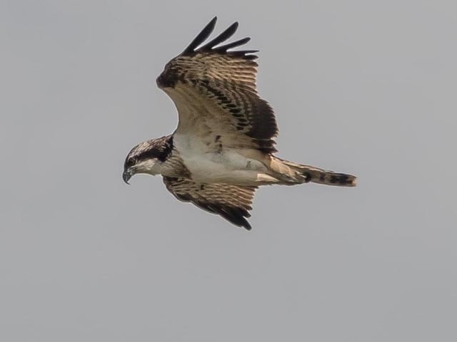 Osprey by Jeff Penfold
