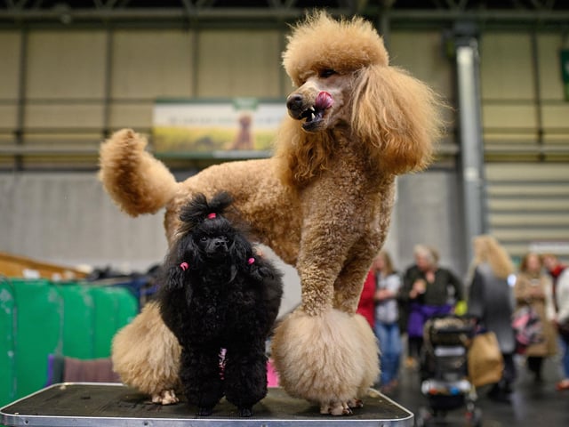 The Poodle is an exceptionally smart breed that excels in all kinds of dog sport activities. The breed comes in three size varieties, which may contribute to why Poodle is one of the most popular breeds. The Poodle can accommodate nearly any size living quarters. Their nearly hypoallergenic coat may reduce allergic reactions, but requires grooming knowledge to keep maintained.