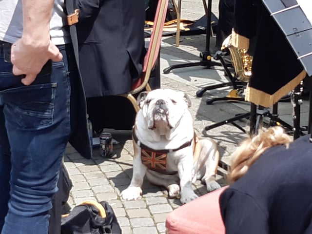 Crow coffee's residents bulldog Arthur
