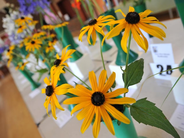 Felpham and Middleton Horticultural Society Flower and Produce Show. Pic S Robards SR2208132