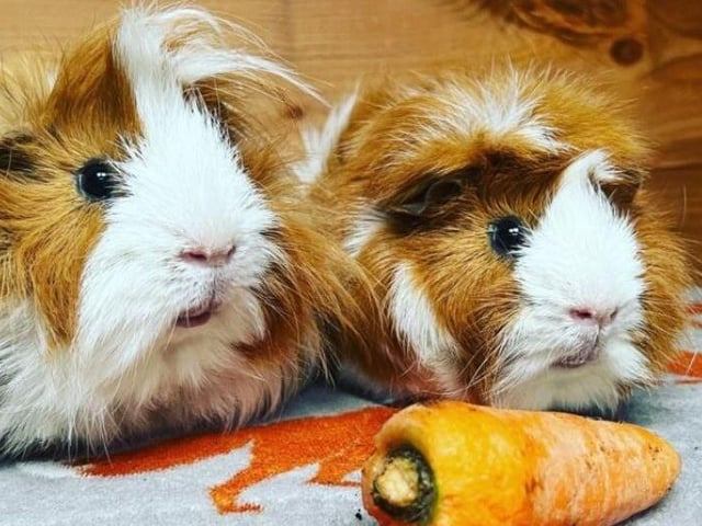 "They are two adorable brothers that have been surrendered due to the previous owners emigrating and are unable to take them. They love being handled and exploring their surroundings."