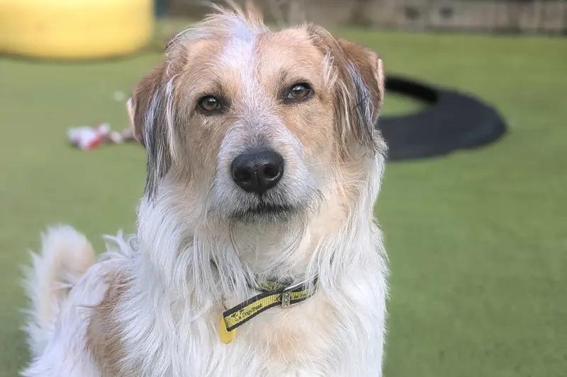 Bertie has a gentle heart and a playful spirit waiting to shine, according to Dogs Trust. Watching him grow in confidence is incredibly rewarding, and once you've earned his trust, you'll discover the wonderfully goofy boy hiding beneath his shy exterior. When he decides you're one of his favourite people, he will run over and throw himself at you for a cuddle! He adores soft toys, loves a game of ball in the garden with people he knows, and is wonderfully animated and excitable. Bertie has already made fantastic progress and continues to grow in confidence, proving that with kindness and patience he is ready to keep blossoming into a sweet, loyal companion.