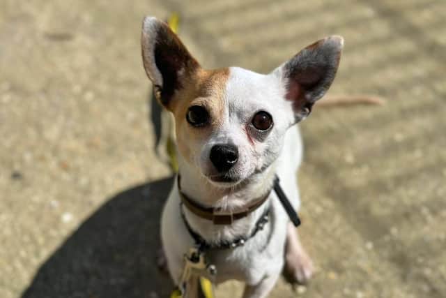 Dogs for adoption in Sussex: Meet Frankie – a ‘cheeky’ Chihuahua with tonnes of character who is looking for a new home.