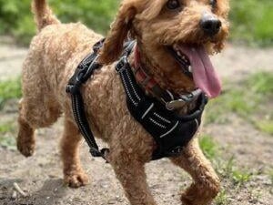 Nemo, a cheeky and friendly chap, was removed from a puppy farm situation along with several other dogs. He loves walks, fuss and attention, and is looking for an active adult-only home. He would prefer a home without cats or small animals, and could live with a resident female dog in his new home, but not a male.