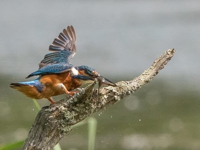 Kingfisher