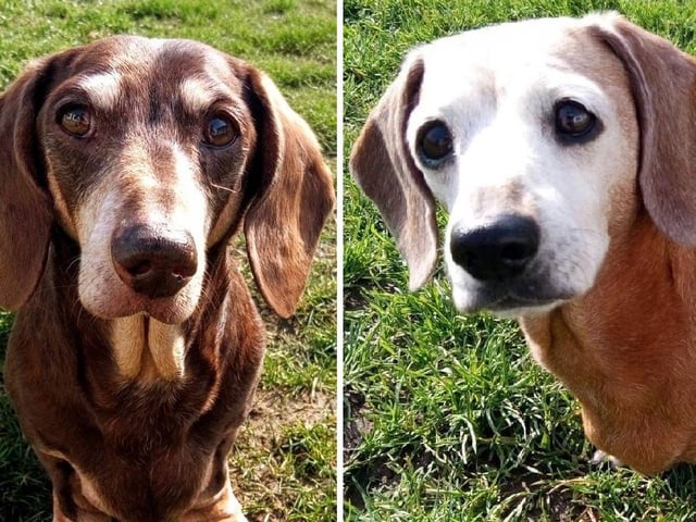 Finley, 13, and Ruby, 10, are a couple of 'delightful' elderly dogs who are looking for their forever retirement home. Like most Dachshunds, they are happy and friendly around people but can be vocal with other dogs…. unless they’re also Dachshunds! Due to their age, all they desire is a short walk and sniff around the block or local park, and a nice garden and lap to sit on. Wadars is looking for a quiet, adult-only home for this friendly pair and would love to hear from you if you can offer them their forever home.