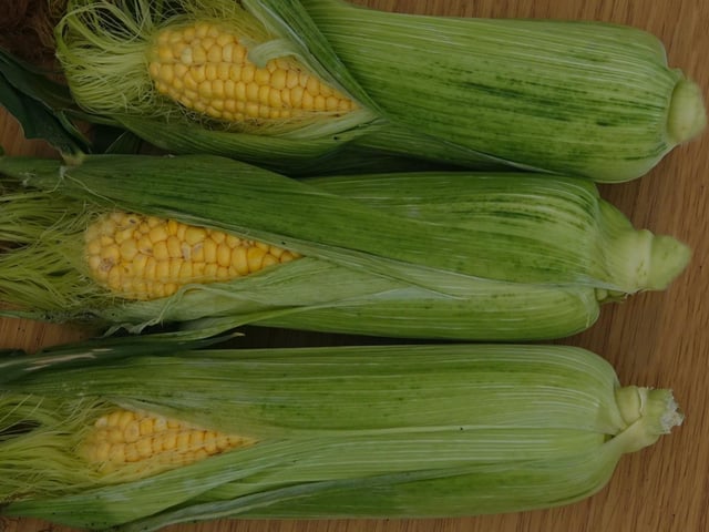 Sweetcorn on display at the annual flower show