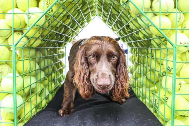 Barkitecture entrant, Coffey Architects with 'Fetch' at Goodwoof. Photo: Kieran Cleeves, PA