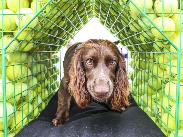 Barkitecture entrant, Coffey Architects with 'Fetch' at Goodwoof. Photo: Kieran Cleeves, PA