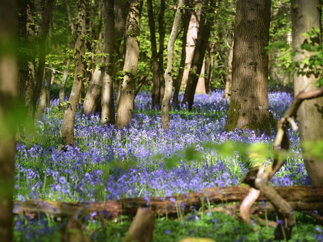 Arlington Bluebell Walk 2024. Photo taken on April 30.