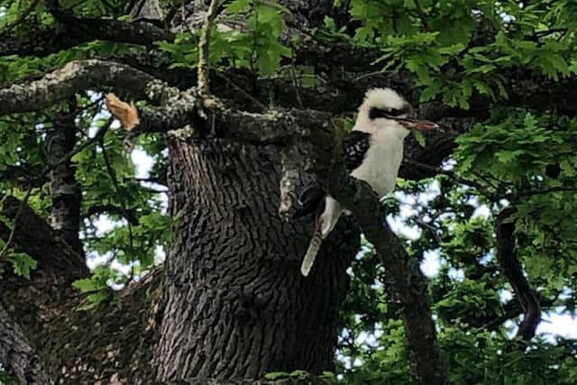 David and Emma Jackson spotted a kookaburra in Burgess Hill on Tuesday, May 11