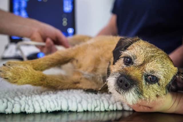 Many pet owners are unaware that when their daytime vet is closed, they may be redirected to an unfamiliar emergency service provider. Picture – supplied.