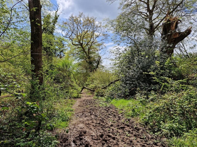 You need to go straight on past the fallen tree - there is a way round!