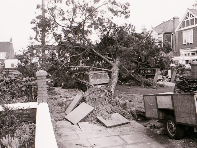 An uprooted tree in Valencia Road, Worthing