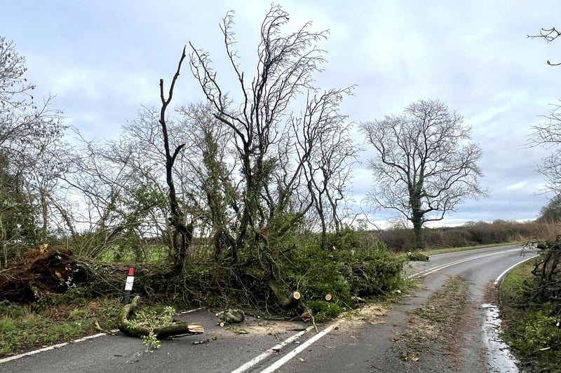 A wrecked tree across the A272 west of Wisborough Green