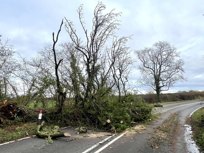 A wrecked tree across the A272 west of Wisborough Green