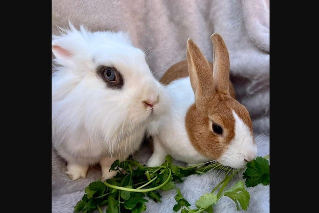 "They are a more mature couple and were previously house bunnies. They are full of life and have beautiful personalities. Very inquisitive but some what calm at the same time."
