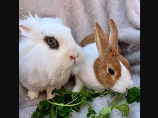 "They are a more mature couple and were previously house bunnies. They are full of life and have beautiful personalities. Very inquisitive but some what calm at the same time."