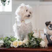 Lady Colin Campbell – who appeared on I’m a Celebrity... Get Me Out of Here! – has launched a couture range of wedding attire for dogs.
