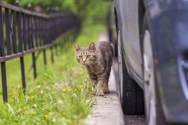 Drivers could be fined £1,000 if they accidentally hit a cat and fail to inform the police, under a proposed new law.