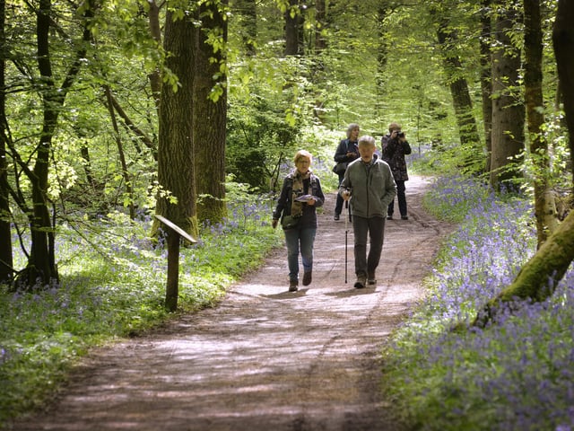 Arlington Bluebell Walk 2024. Photo taken on April 30.