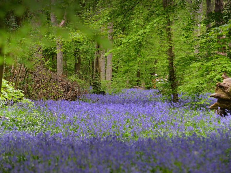 Arlington Bluebell Walk 2022 at Bates Green Farm, Tye Hill Road.