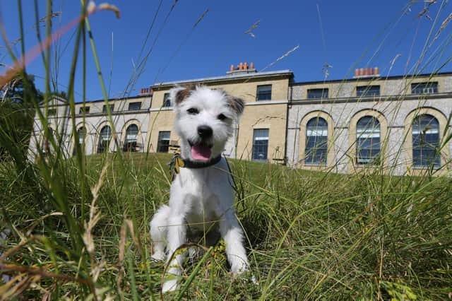 The Goodwood Estate itself is very dog-friendly! You can enjoy a walk around the grounds and take in the picturesque views, refuel at the dog-friendly restaurant and even stay overnight with your four-legged friend in the hotel.