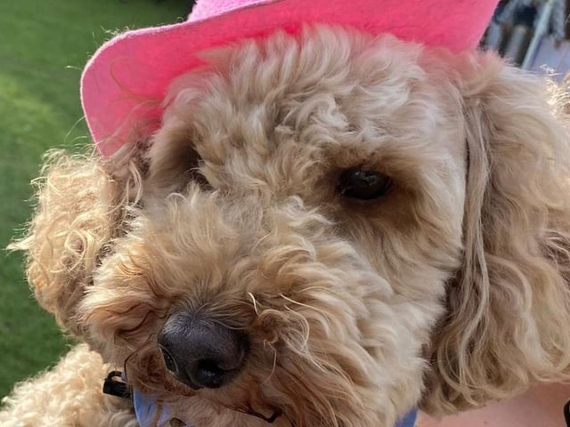 Dog in a hat competition
