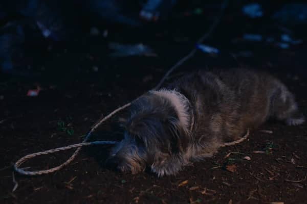 The RSPCA has released a Christmas film which ‘explores the unique role pets play in people’s lives’ as neglect and abandonment calls reportedly reach a three-year high. Photo: RSPCA video still