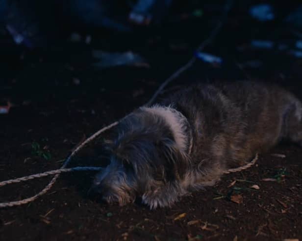 The RSPCA has released a Christmas film which ‘explores the unique role pets play in people’s lives’ as neglect and abandonment calls reportedly reach a three-year high. Photo: RSPCA video still