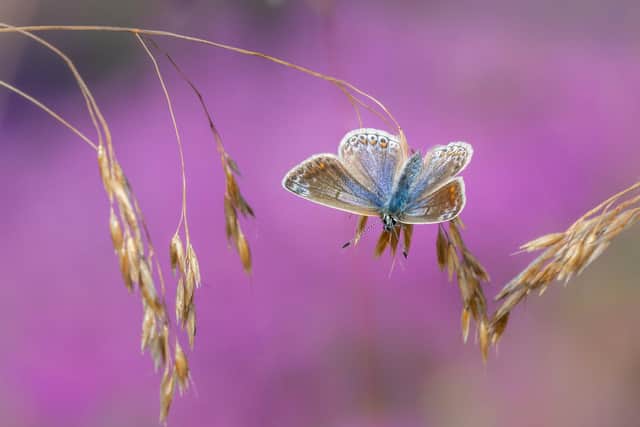 Common blue butterfly on heather