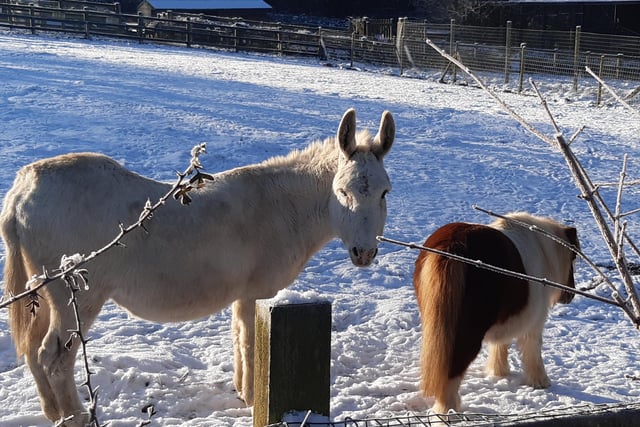 IN PICTURES: 7 pictures of the resident animals at Tilgate Nature Centre enjoying the wintry conditions