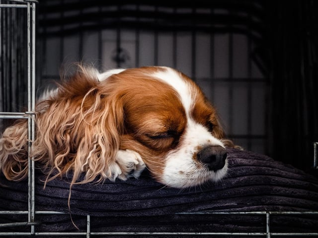 Crates are a popular means for dog owners to provide their pup with a comforting, cosy spot to relax and sleep – so make sure that’s the only way you use it. By sending him to his safe place for no reason – or when he’s being naughty – he’ll associate it with punishment, rather than his little comfy, quiet space he calls his own.